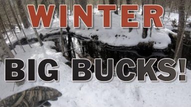 TideWe Winter Big Bucks | Cedar Swamp Stand