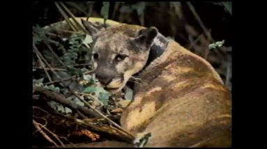 Tracking Florida Panthers; Fishing for Muskie | Time Warp Classics