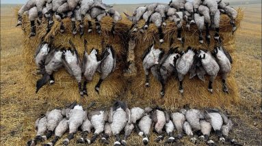 2021 North Dakota Goose Hunting | 63 Bird Hunt!!!