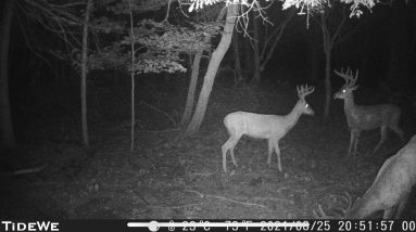 Checking Trail Cameras Before Opener | Big Bucks!!