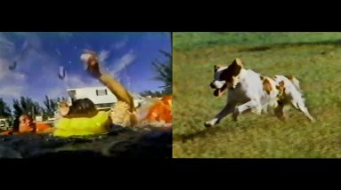 Water Survival Course, and the Brittany Spaniel  | Time Warp Classics