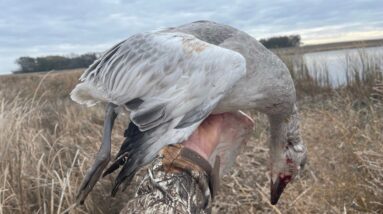 Snow Goose Hunt | North Dakota 2021