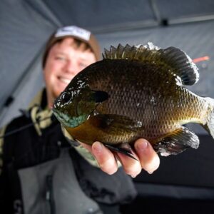 ICE FISHING For Giant Bull Bluegills On Mississippi Backwaters