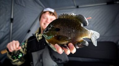 ICE FISHING For Giant Bull Bluegills On Mississippi Backwaters