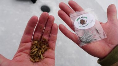 Live Bait VS Plastics?!? | Wisconsin Ice Fishing (Massive Bluegill School)