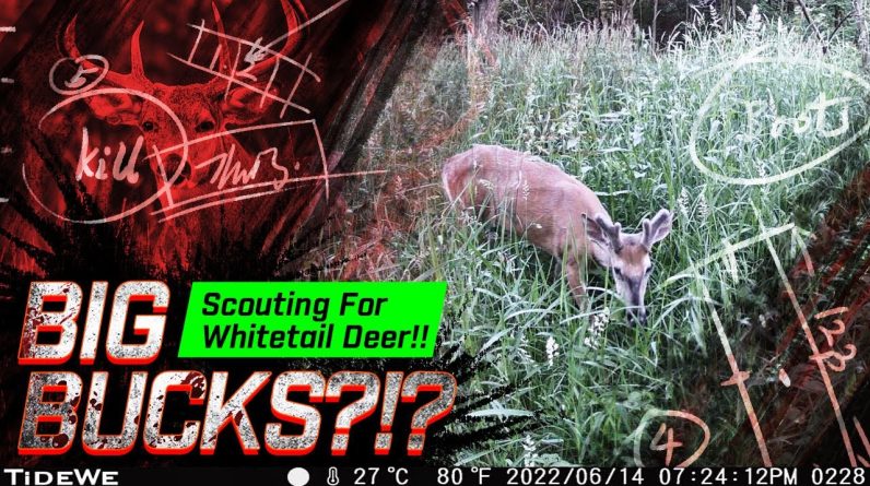 Scouting For Summer Whitetail!! | Checking Trail Cameras