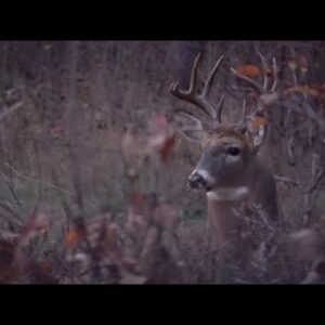 Wisconsin Bow Hunt During The Rut!! | Close Encounter In TideWe Ground Blind