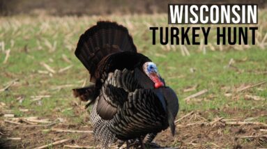 BIG TOM Down During Wisconsin Turkey Season | Insane Footage!!