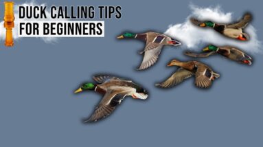 BEST Duck Calling Tips for Beginners | Call Like a PRO!!