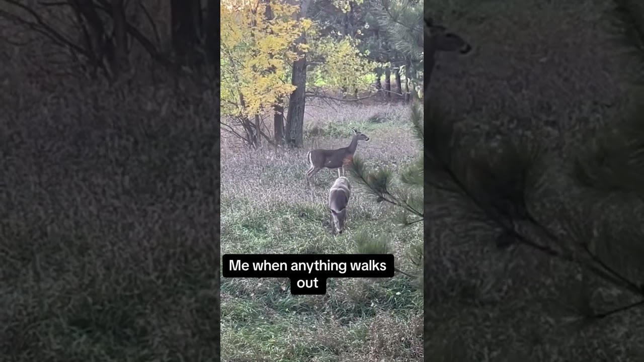 When A Doe Walks Out Hunting #hunting #comedy