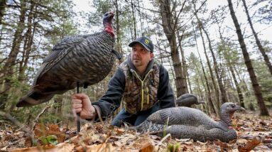 How To Set Up Turkey Decoys (DRAW THEM IN!)