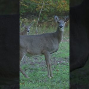 A good blind: Quiet setup, unmatched visibility, and rock-solid concealment.🎯