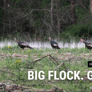 Illinois Turkey Hunt 2026 | Big Flock Appears Out of Nowhere 🦃 (Missed Opportunity)