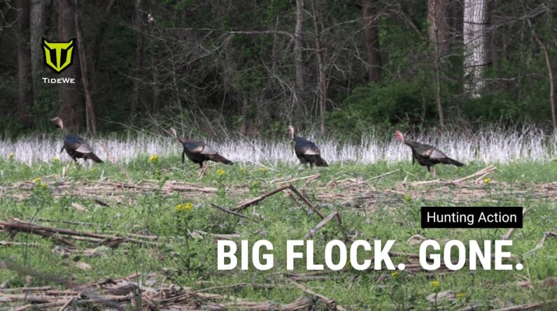 Illinois Turkey Hunt 2026 | Big Flock Appears Out of Nowhere 🦃 (Missed Opportunity)