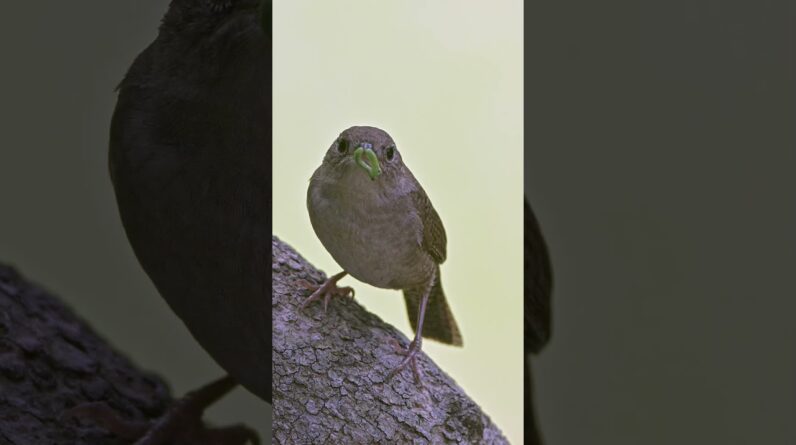 Getting close is everything in wildlife photography. Stay hidden & capture the moment w/ our blinds.